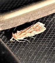 Meyrickella torquesauria