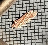 Meyrickella torquesauria