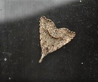 Trigonistis asthenopa