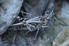 Austroicetes