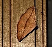 Eublemma perversicolor