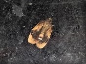 Heterallactis euchrysa