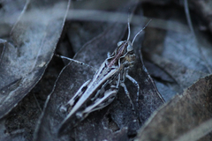 Austroicetes