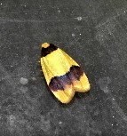 Heterallactis euchrysa