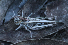 Austroicetes