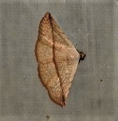 Eublemma perversicolor