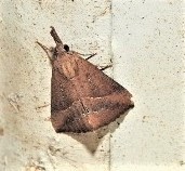 Hypena obacerralis