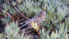 Austroicetes