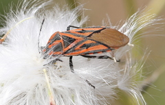 Spilostethus rivularis
