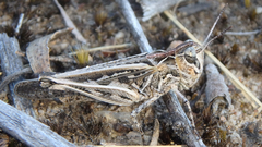 Austroicetes