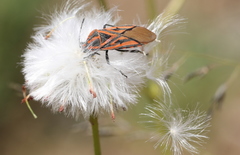 Spilostethus rivularis
