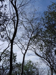 Gyrocarpus jatrophifolius