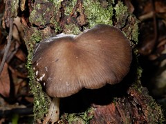 Pseudohydropus commenticius