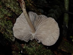 Pseudohydropus commenticius