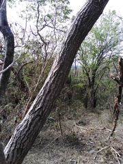 Gyrocarpus jatrophifolius