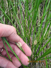 Eleocharis acuta