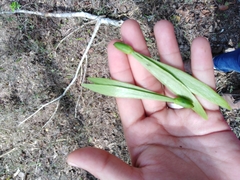 Gyrocarpus jatrophifolius