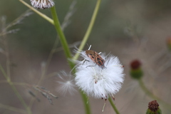 Spilostethus rivularis