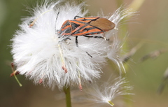 Spilostethus rivularis