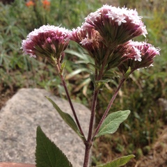 Stevia monardifolia