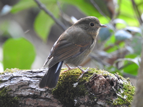 Myiomela leucura