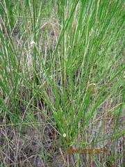 Eleocharis acuta