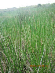 Eleocharis acuta