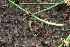 Cyperus pannonicus
