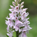 Dactylorhiza maculata - Photo (c) Павел Голяков, some rights reserved (CC BY-NC), uploaded by Павел Голяков