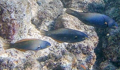 Stethojulis balteata