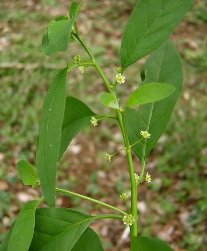 Clutia abyssinica var. abyssinica image