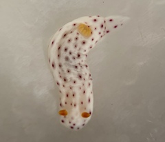 Chromodoris aspersa