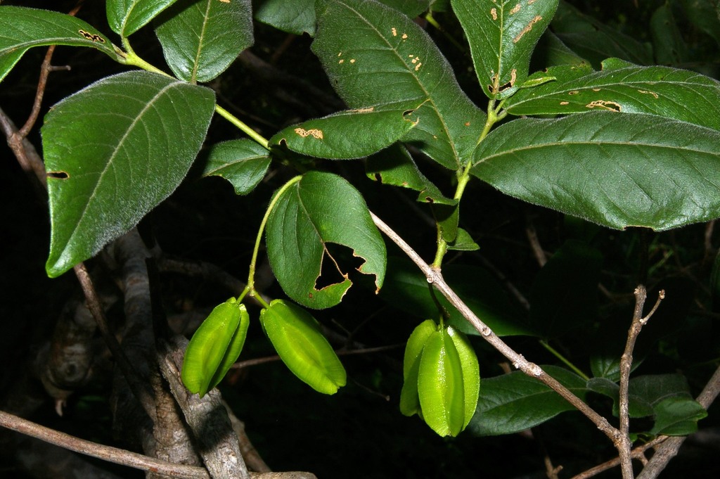 False Forest Bushwillow