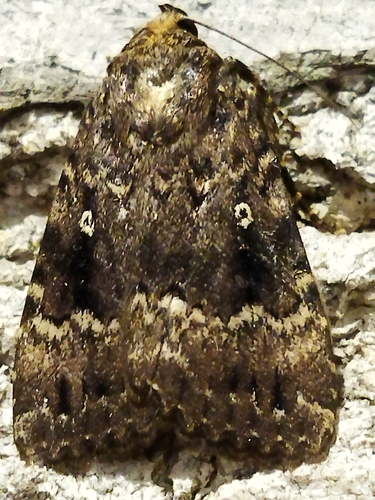 Eurasian Copper Underwing photo 4