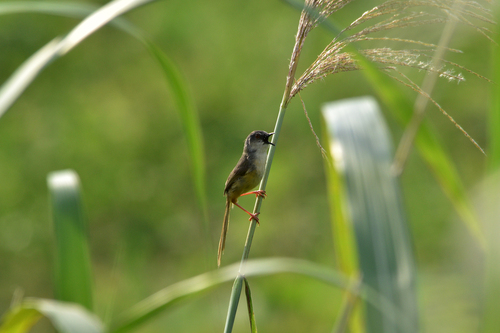 Yellow-bellied Prinia