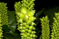 Cussonia nicholsonii