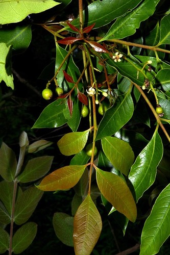 Ekebergia capensis image