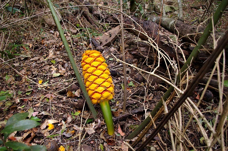 Encephalartos aplanatus