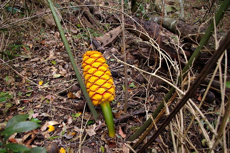 Encephalartos aplanatus