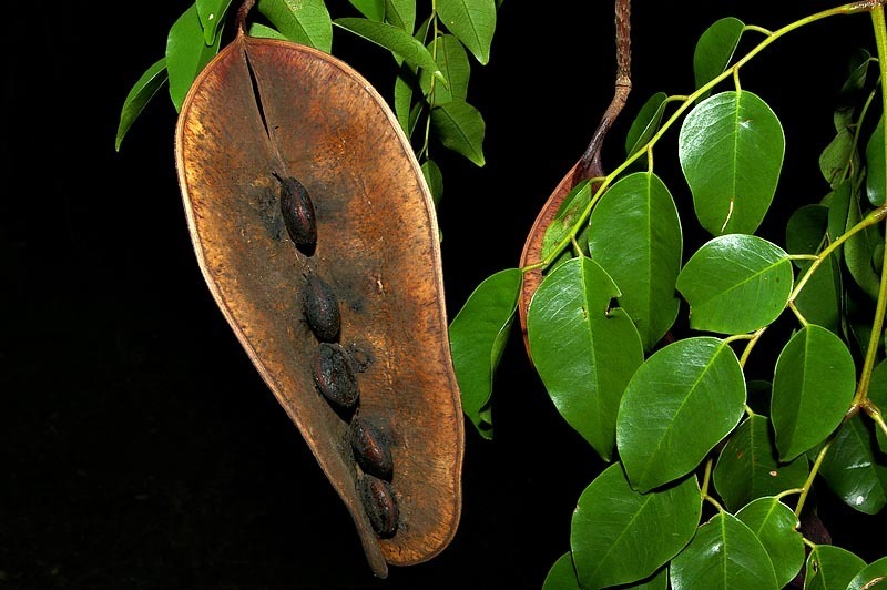 Maputaland Ordealtree