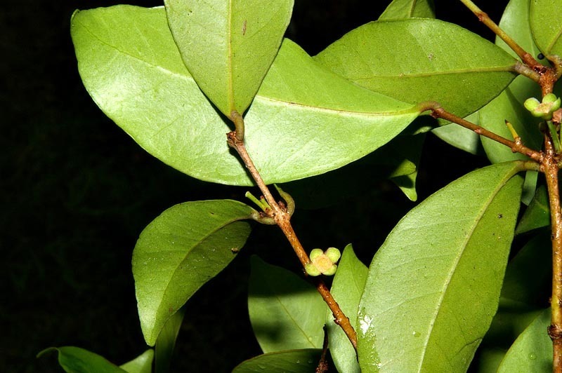 Common Forest Myrtle