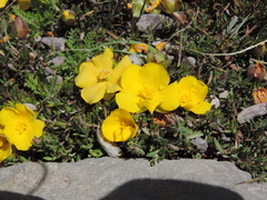 Hibbertia prostrata