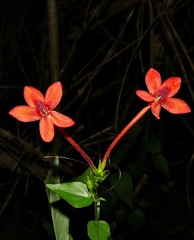 Graptophyllinae