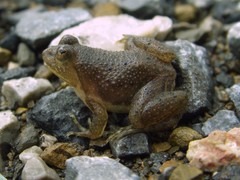 Occidozyga lima