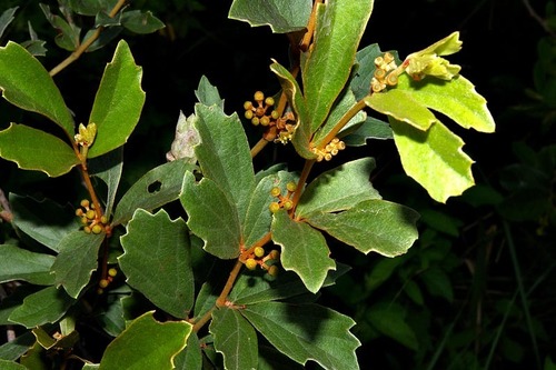 Rhoicissus tridentata subsp. tridentata image