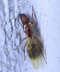 Camponotus variegatus