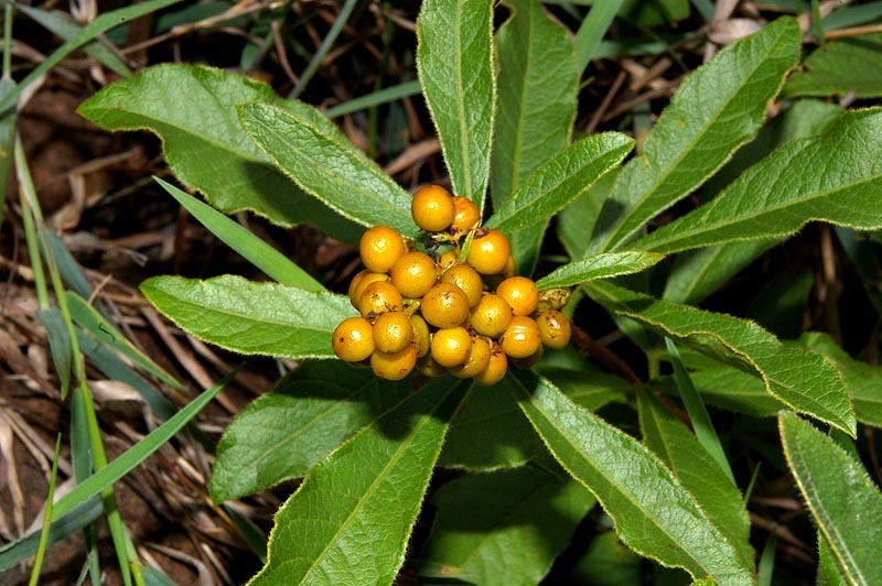 Harveys Currantrhus
