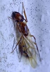 Camponotus variegatus