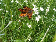 Phyciodes tharos image