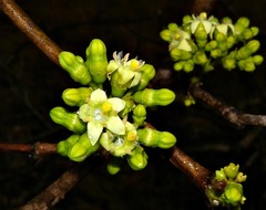 Vangueria madagascariensis